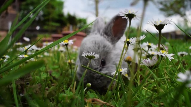 Just a tiny Rabbit eating some grass.