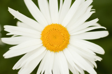 Flowering moon daisy from close-up on green background. 