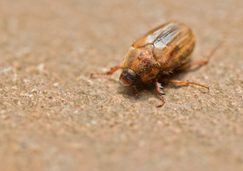 Big beetle is crawling on the ground. There is very well visible  fur on its back. 