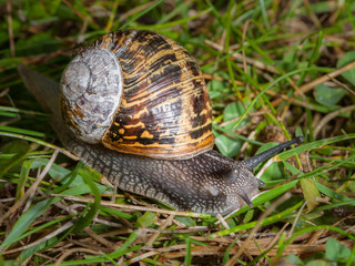 Snail in a green meadow, Normandy France