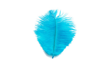 fluffy feather in blue color isolated on the white