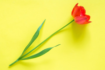 Red flowers of tulips on bright yellow background. Copy space for text
