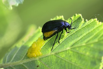 Alder leaf beetle, Agelastica alni, laying eggs