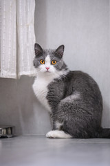 The British kitten sits on the ground