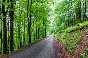 Mountain road through dense beech tree forest