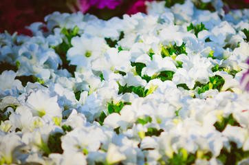 White flowers of petunia. Close-up, selective focus.