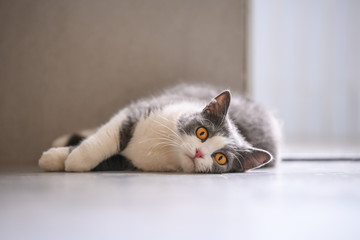The British short hair cat lying on the ground