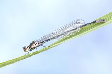 Variable damselfly or bluet, Coenagrion pulchellum
