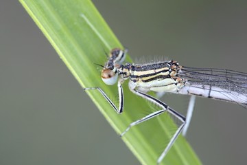 Blue featherleg, also called white-legged damselfly, Platycnemis pennipes