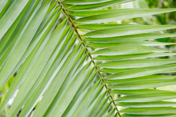 Green background of Tropical palm leaves