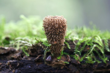 Fluted bird's nest fungus, Cyathus striatus