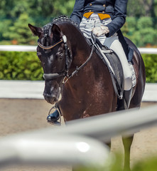 Obraz premium Black horse and rider. Dark horse portrait during equestrian sport competition. Advanced dressage test. Copy space for your text.