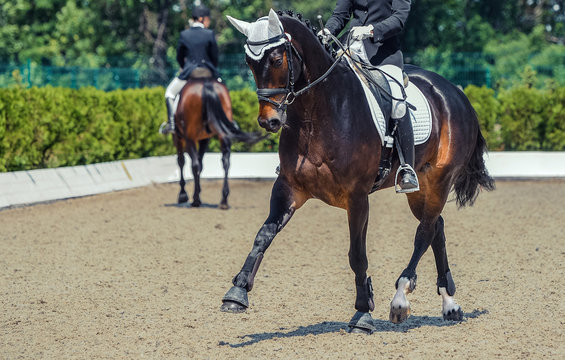 Dressage horse and rider. Sorrel horse portrait during equestrian sport competition. Advanced dressage test. Copy space for your text.