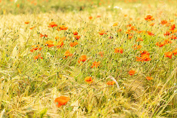 red poppy flower field