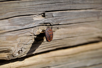 Art photo of an old metal rusty wood forget nail on a wooden surface, close-up, natural wood...