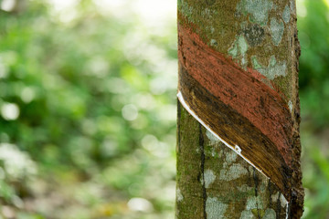 Hevea brasiliensis that was cut in the latex out of the cup.