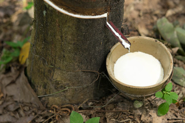 The white hevea brasiliensis drops down the cup.