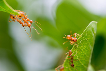 Ants use the body as a bridge between the two leaves.