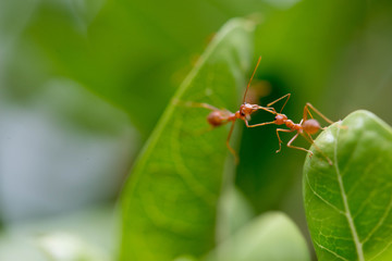 Ants use the body as a bridge between the two leaves.