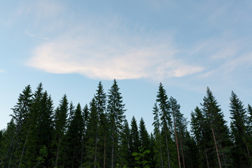 Treetops and sky at summer dawn