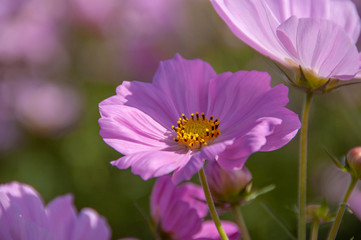 Fototapeta premium 広島県国営備北丘陵公園のコスモス庭園