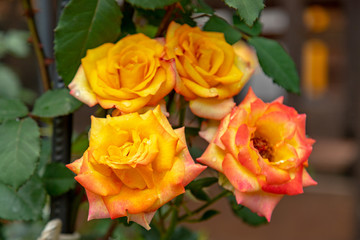 Rain wet yellow rose