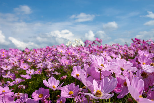 国営備北丘陵公園 Images Browse 46 Stock Photos Vectors And Video Adobe Stock