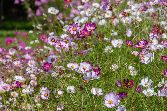 国営備北丘陵公園 Images Browse 46 Stock Photos Vectors And Video Adobe Stock