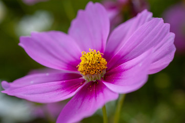 Obraz premium 広島県国営備北丘陵公園のコスモス庭園