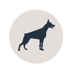Icono plano silueta perro Doberman en circulo gris
