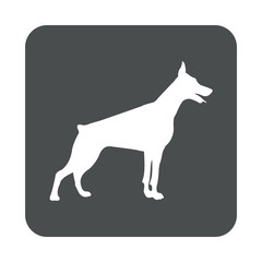 Icono plano silueta perro Doberman en cuadrado gris