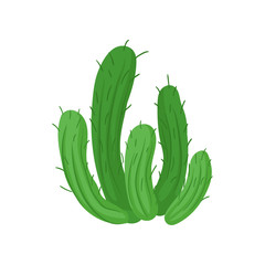 Green cactus plant vector Illustration on a white background