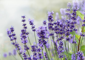 Naklejka premium Lavendelblüten im Garten mit hellem Hintergrund