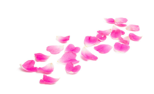 pink petals isolated