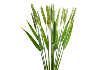 green ears of wheat isolated