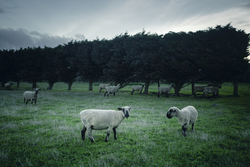 Fototapeta na wymiar Sheep in Field at Sunset