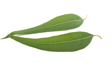 eucalyptus leaves isolated