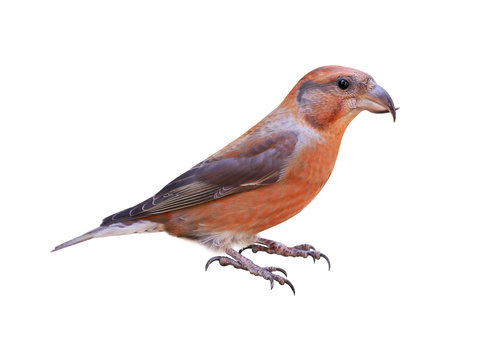Male red crossbill (Loxia curvirostra), isolated on white background