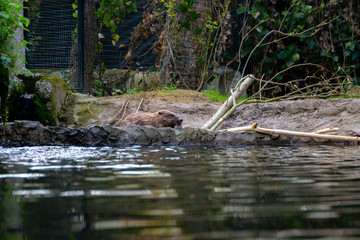 series of photos depicting various species of birds and amphibians.