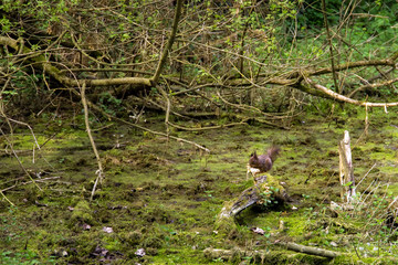 series of photos depicting various species of birds and amphibians.