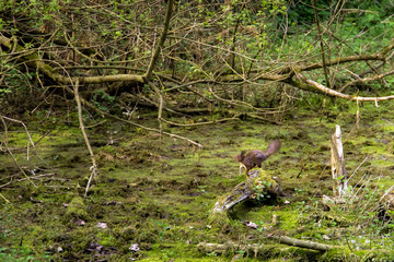 series of photos depicting various species of birds and amphibians.
