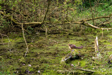 series of photos depicting various species of birds and amphibians.