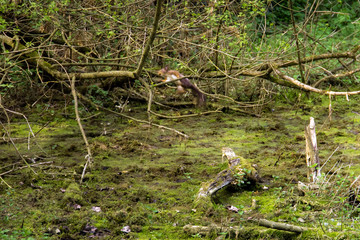 series of photos depicting various species of birds and amphibians.