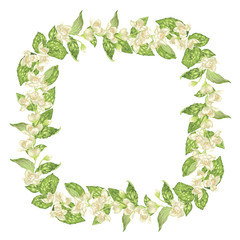 Naklejka premium Blooming and blossom frame square wreath with jasmine flowers