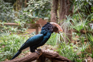 series of photos depicting various species of birds and amphibians.