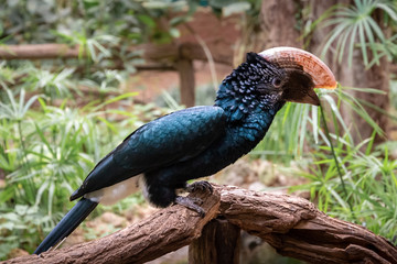 series of photos depicting various species of birds and amphibians.