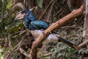 series of photos depicting various species of birds and amphibians.