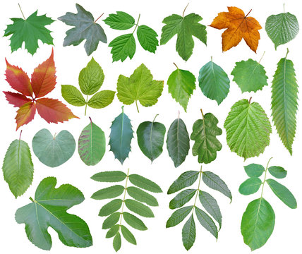 Collection of forest leaves, isolated on white background, cut out