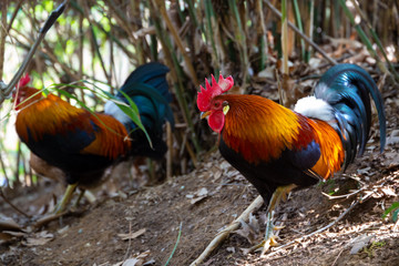 series of photos depicting various species of birds and amphibians.