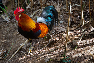 series of photos depicting various species of birds and amphibians.